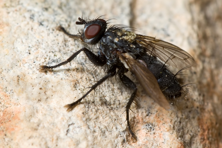 Rhinophoridae: Stevenia sp.